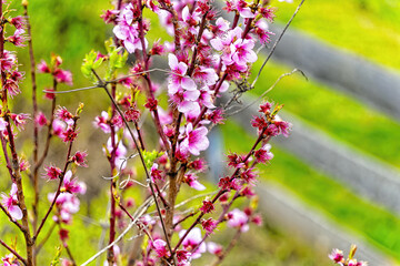 pink flowers in spring