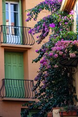 Vertical shot of blooming purple flowers on a building facade in Collioure, France