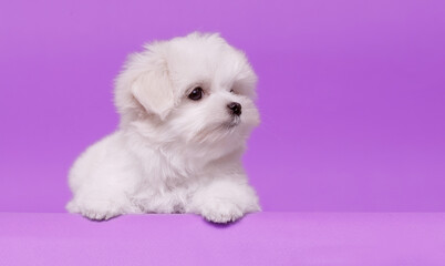 Portrait of a cute Maltese breed puppy. A small dog on a bright fashionable background.