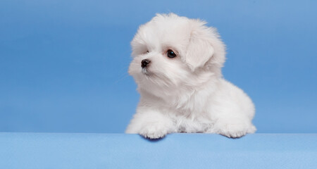 Portrait of a cute Maltese breed puppy. A small dog on a bright fashionable background.