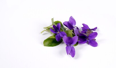 Duftfeilchen lila