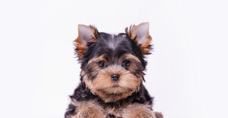 Portrait of a cute Yorkshire Terrier puppy. A small dog on a white background.