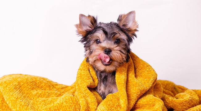 Portrait of a cute Yorkshire Terrier puppy. A small dog on a white background. A wet pet wrapped in a towel after bathing.