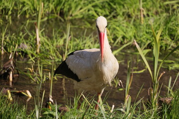 Stork side view on a background of green grass and water
