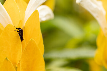 Abelha brasileira, preta e sem ferrão em flor amarela.
