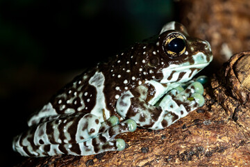 Harlequin frog. Phrynohyas resinifictrix. Close-up.