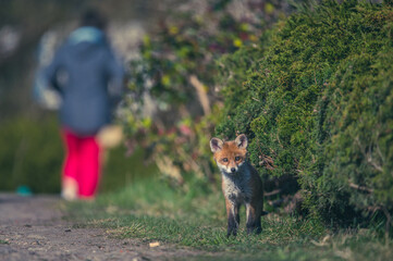 Fuchswelpen Berlin Stadtpark