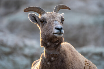 Goats in the Mountains of South Dakota at Sunset