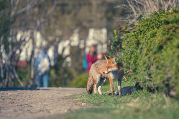 Fuchswelpen Berlin Stadtpark