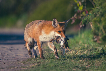 Fuchswelpen Berlin Stadtpark