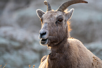 Goats in the Mountains of South Dakota at Sunset