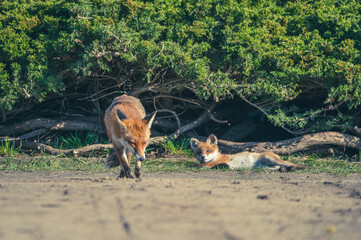 Fuchswelpen Berlin Stadtpark