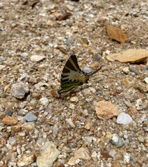 butterfly on the ground