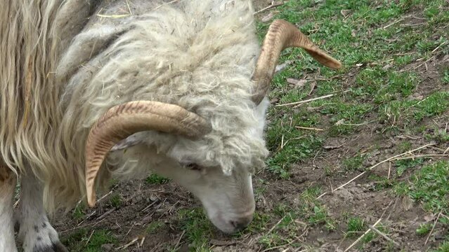 Wallachian sheep is grazing on the grass