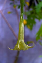close up of a flower