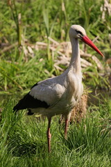 Stork side view on a background of green grass 