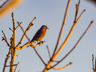 Eastern Bluebird sitting on the branch