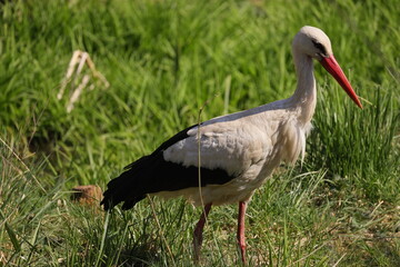 Stork side view on green grass background
