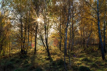 Sunny morning in autumn deciduous forest