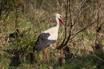The stork walks on the grass by the small trees