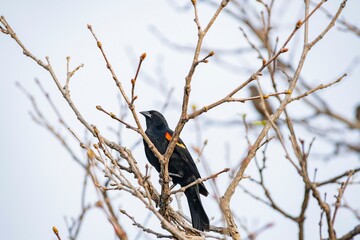 Close up shot of Red-winged Blackbird