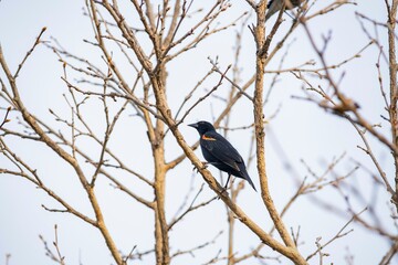 Close up shot of Red-winged Blackbird