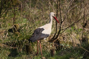The stork walks on the grass by the small trees