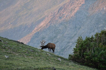 Naklejka na ściany i meble Rocky Mountain National Park Alpine Ridge