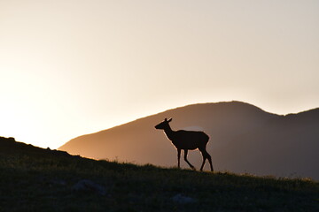 Fototapeta na wymiar Rocky Mountain National Park Alpine Ridge