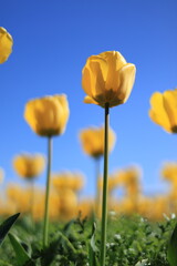 黄色いチューリップ