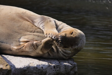 Obraz premium The seal lies on a rock against the background of water