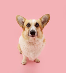 Portrait cute welsh corgi pembroke dog looking at camera. Isolated on pink pastel background