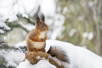 A red squirrel sits on a stump in a snowy forest (Sciurus vulgaris), close-up