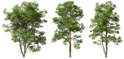 Large trees hardwood shapes on transparent background 3d rendering png