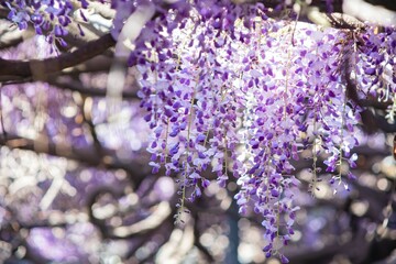 Close up shot of the world oldest Wistaria blossom