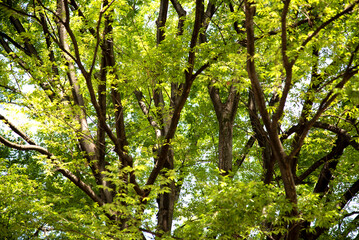 Fresh green season sunlight