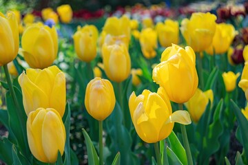 Obraz premium Close up shot of beautiful tulips flower blossom at Descanso Garden