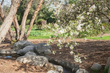 Sunny view of many flower blossom in the Descanso Garden