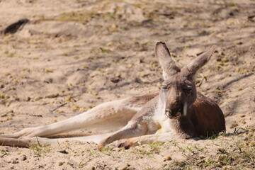 Kangaroo lies on the sand in the sun