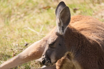 Kangaroo lies on the sand in the sun