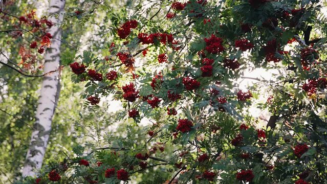 On the branches hang whole clusters of mountain ash through which the evening sun shines.