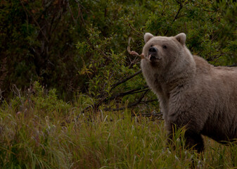 Alaskan brown bear eating salmon, Katmai National Park, Alaska