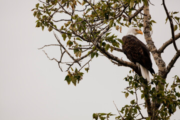 American bald eagle, Alaska USA