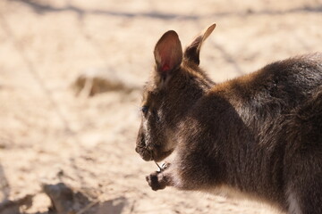Side view of a kangaroo with a stick