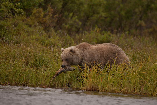 Alaskan brown bear eating salmon, Katmai National Park, Alaska