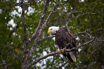 American bald eagle, Alaska USA