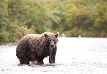Alaskan brown bear fishing for salmon in Katmai River, Alaska
