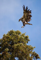 Juvenile american bald eagle, Alaska, USA
