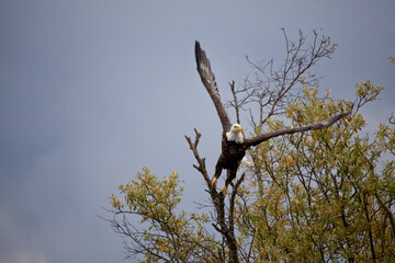 American bald eagle, Alaska USA
