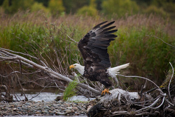 American bald eagle, Alaska USA